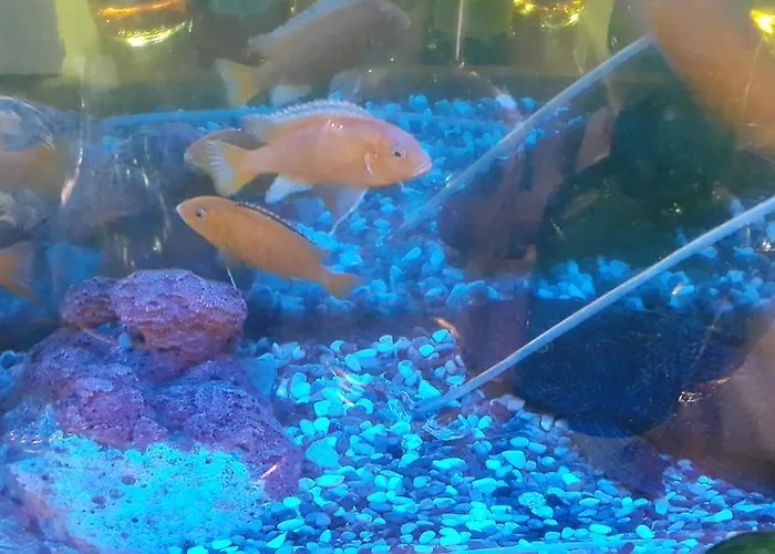 Kerme Ottoman فندق اكياكا